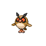 hoothoot 通常