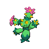 maractus 通常