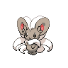 cinccino 通常